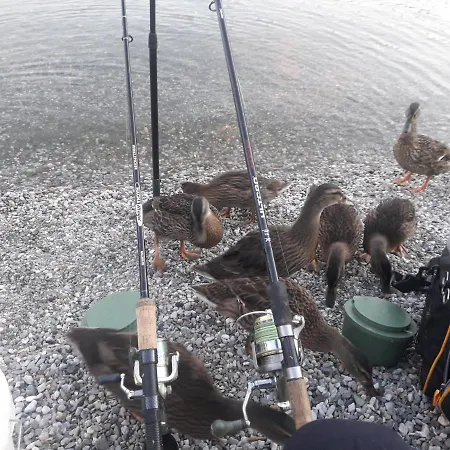 Wildente Am * Maishofen