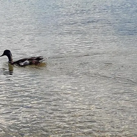 Wildente Am