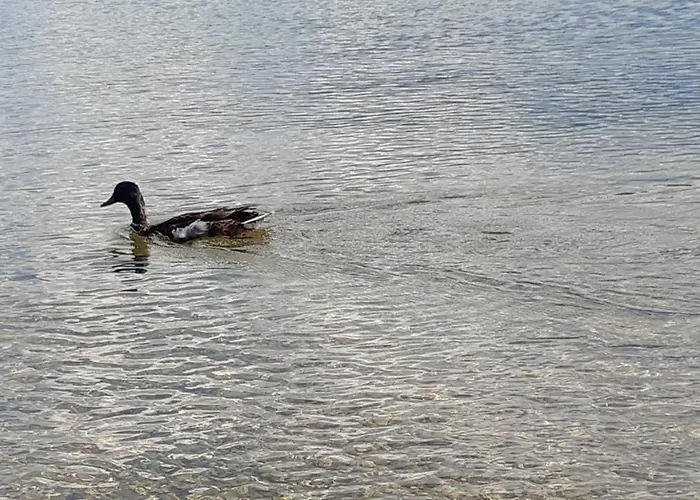 Wildente Am